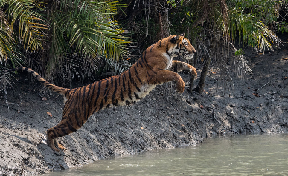 In the Mangroves, the Sunderbans Took Ajit